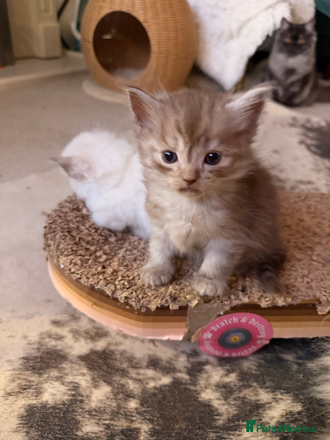 Ragdoll cats for sale: Beautiful Dolls  - Advert 12