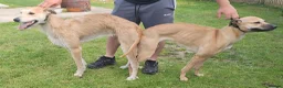 Lurcher dogs for sale: Lurcher pups  in Sturminster Newton - Advert 16