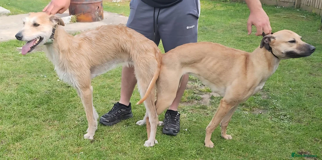 Lurcher dogs for sale: Lurcher pups  in Sturminster Newton - Advert 16