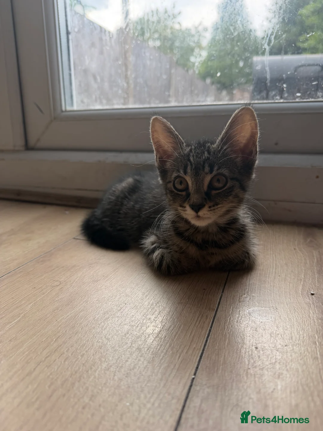 Aegean cats for sale: 3 males and 1 female  in Solihull - Advert 2