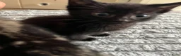 Bengal cats for sale: Beautiful Bengal cross Kittens for sale - Advert 8
