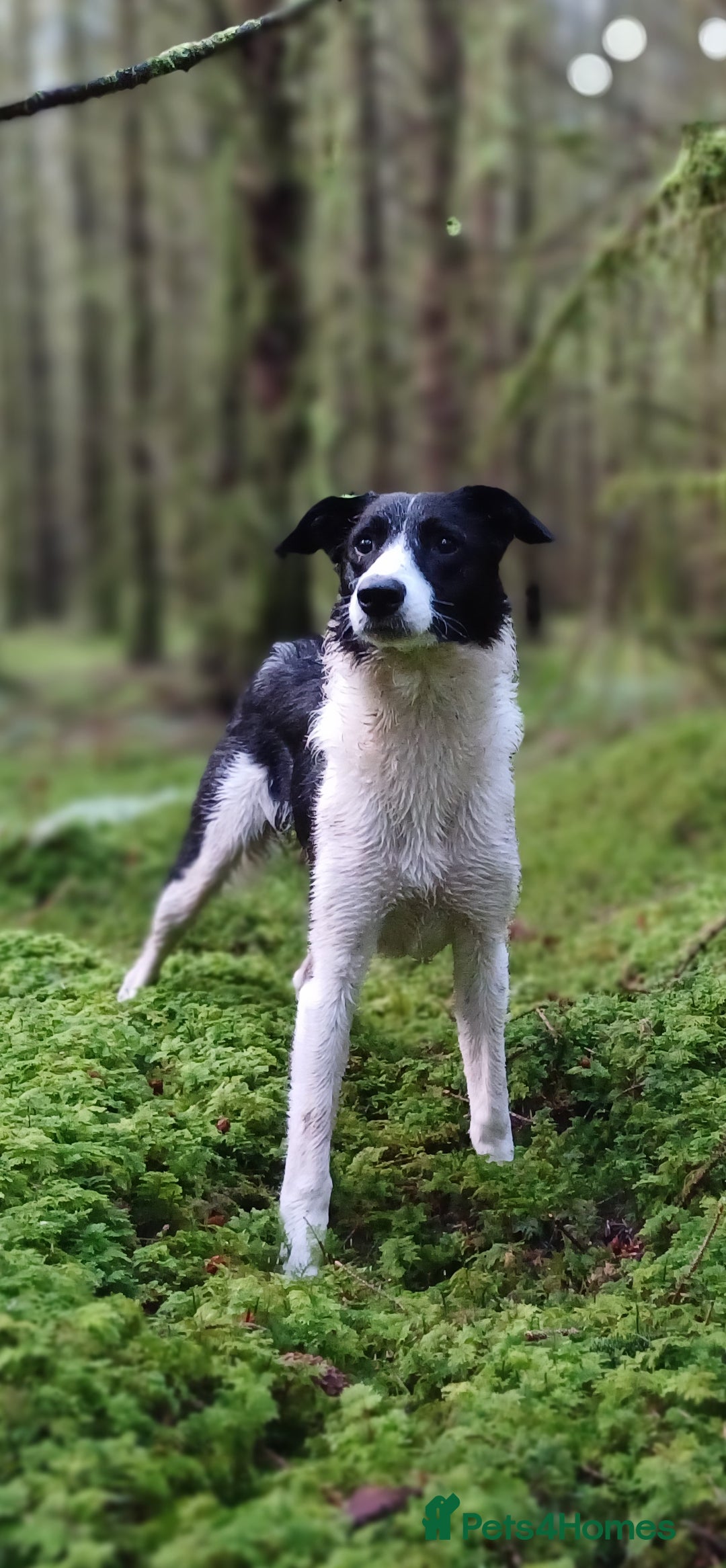 Border Collie dogs for sale: 2 year old Border Collie female - Advert 1