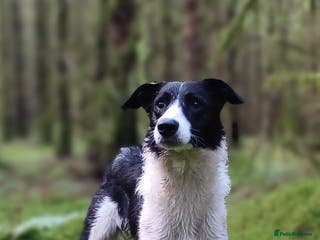 Border Collie dogs 2 year old Border Collie female - Advert 3