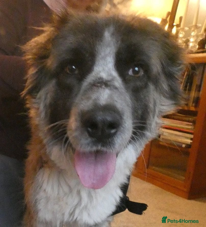 Mixed Breed dogs Peggy  - Advert 24