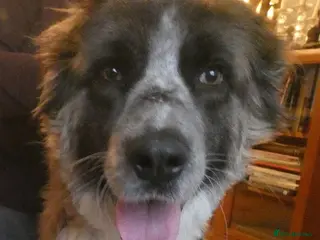 Mixed Breed dogs Peggy - Advert 17