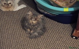 Persian cats for sale: Beautiful Persian Blue Tabby Kitten- Calm, Playful - Image 2
