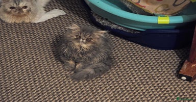 Persian cats - Advert 8