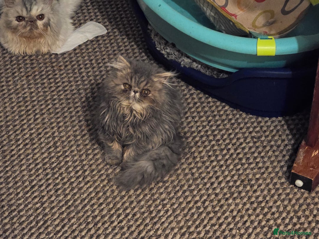 Persian cats for sale: Beautiful Persian Blue Tabby Kitten- Calm, Playful - Image 2