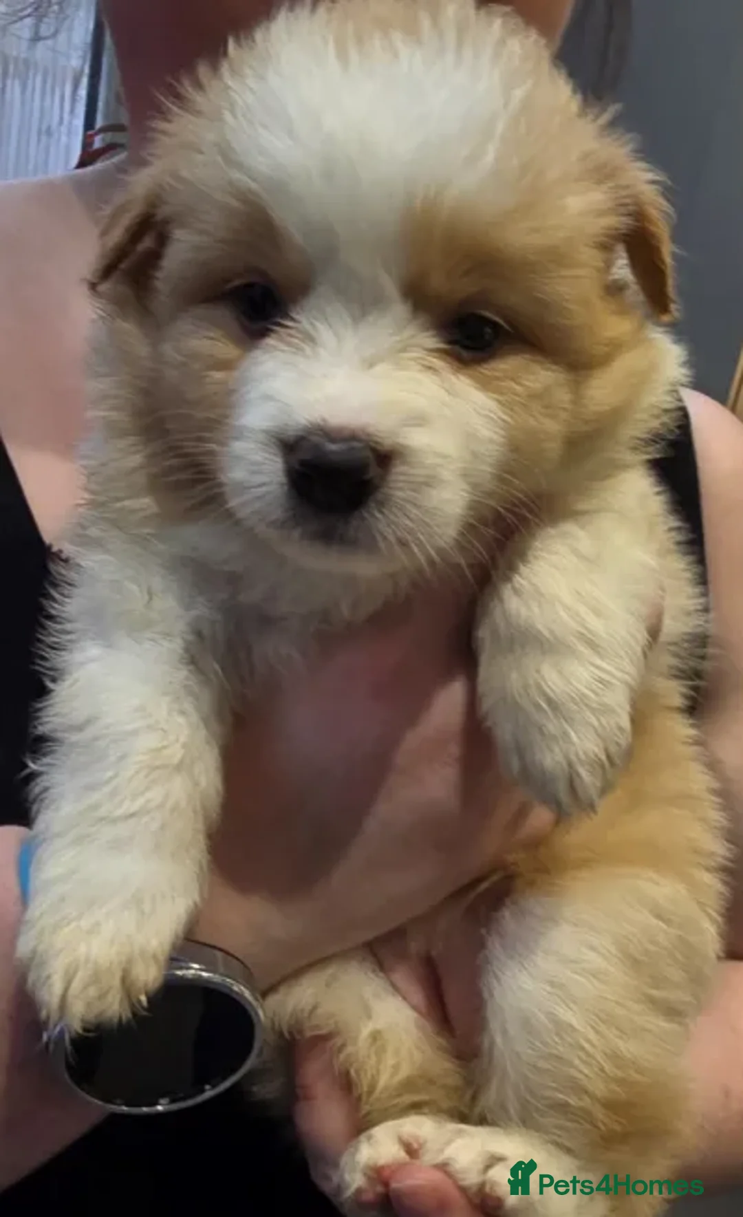 Border Collie dogs for sale: Perfect for Active Homes-Brilliant Border Collies - Advert 5