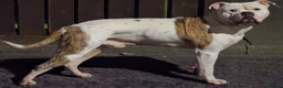 American Bulldog dogs for stud: 4 Year old American Bulldog for stud in Newcastle upon Tyne - Advert 2
