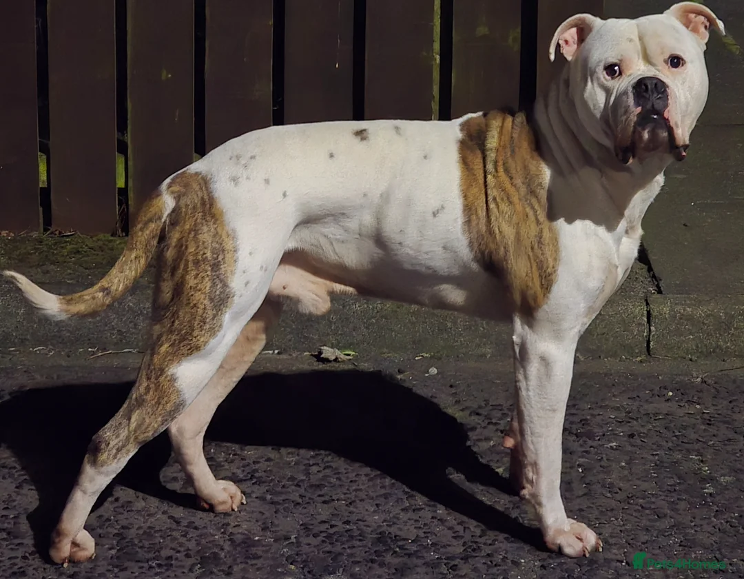 American Bulldog dogs for stud: 4 Year old American Bulldog for stud in Newcastle upon Tyne - Advert 2