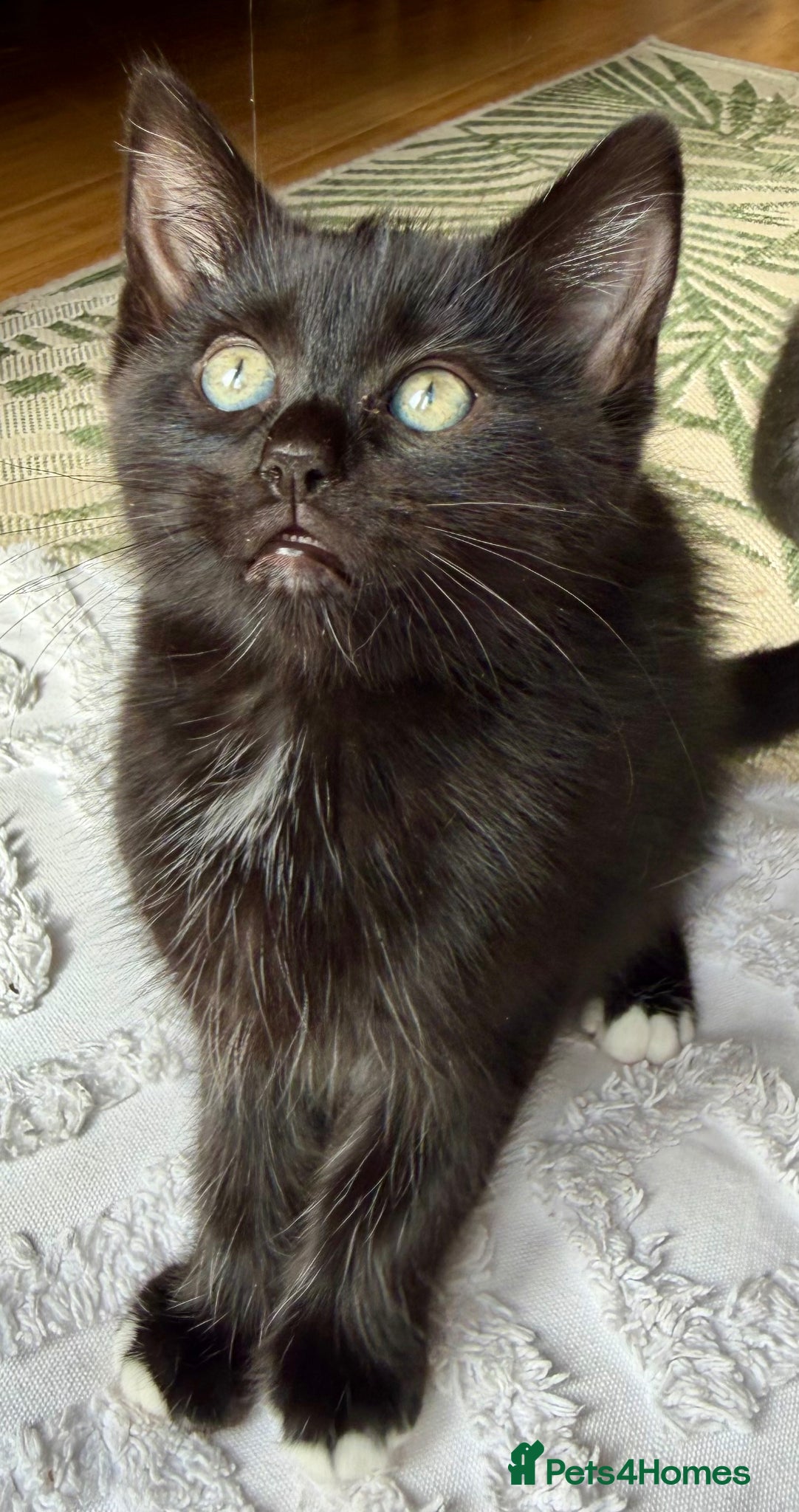 Ragdoll cats Mink Ragdoll x BSH Aqua Eyes adorable ready now! - Advert 2