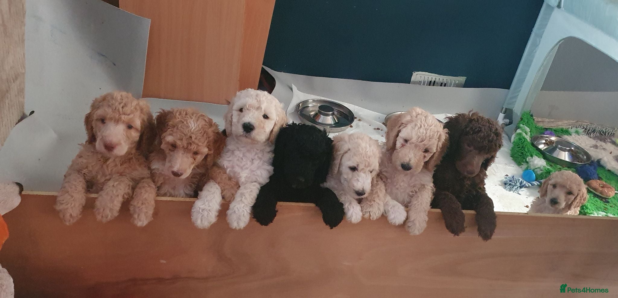 Standard Poodle dogs Standard poodle puppy's kc reg - Advert 2