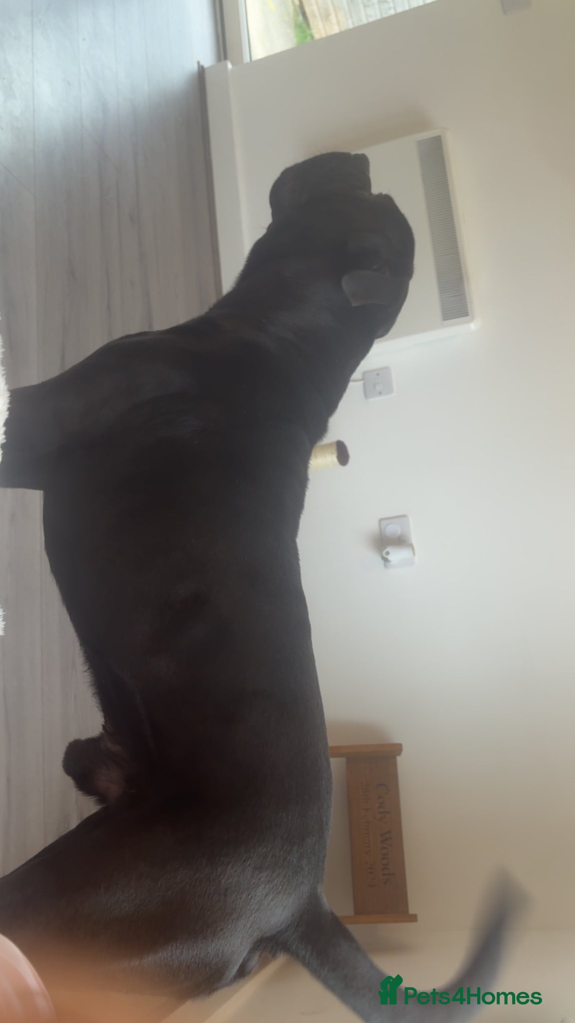 Mixed Breed dogs 3 year old cane corso x - Advert 13