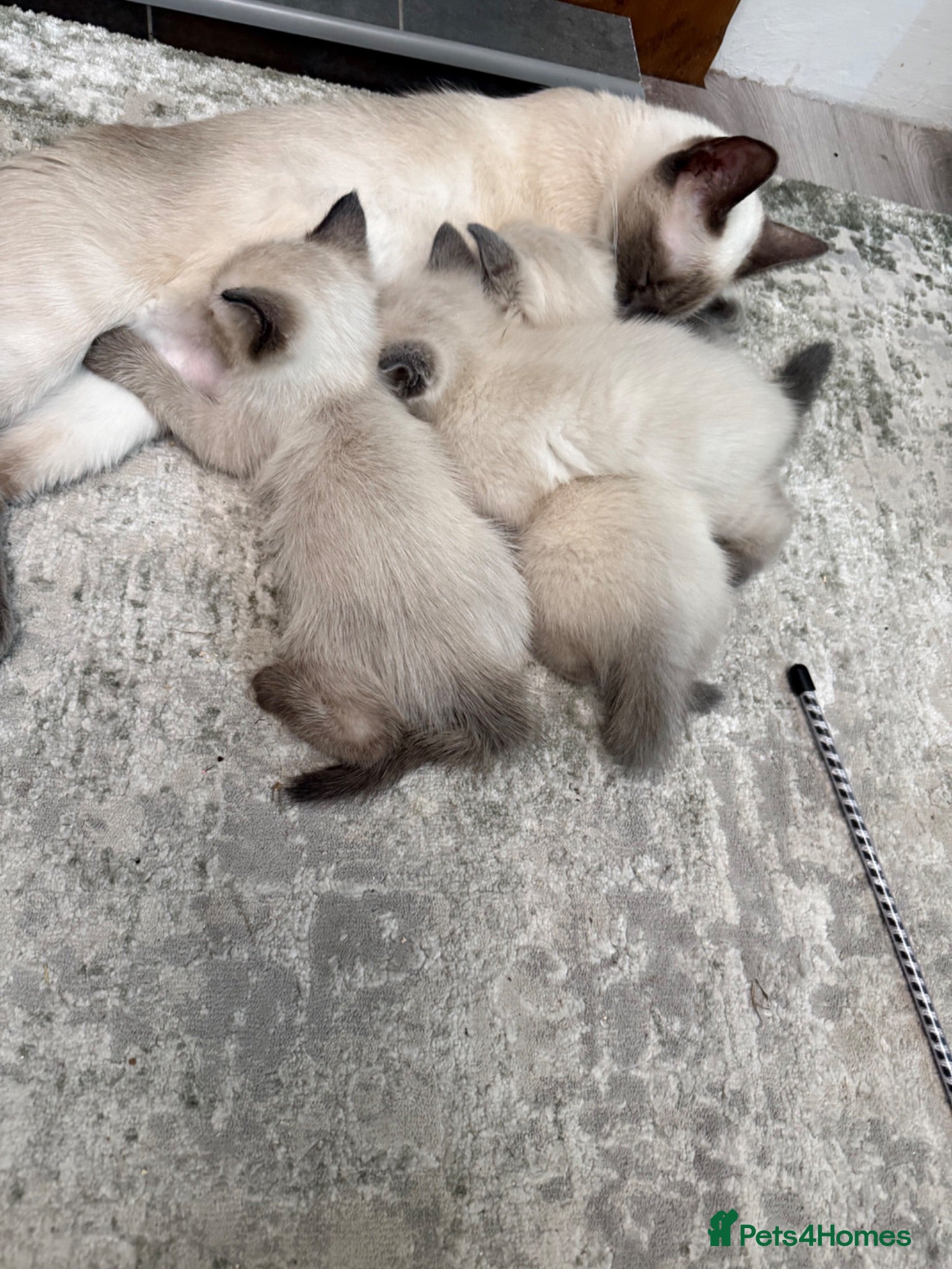 Ragdoll cats Pure Ragdoll kittens - blue point /chocolate - Advert 10