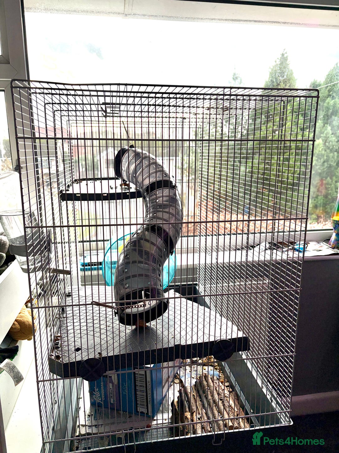 Rat rodents for sale: 2 x 9 month old male rats with complete set up  - Advert 4