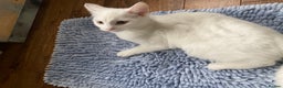 Turkish Van cats for sale: Gorgeous Turkish Van kitten - Advert 37