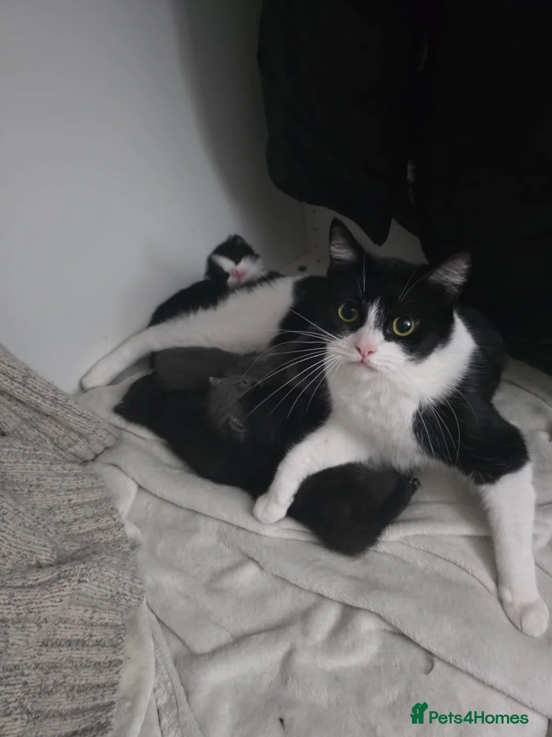 Mixed Breed cats for sale: Mixed - Advert 1