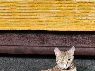 Bengal cats Female Bengal - Advert 1