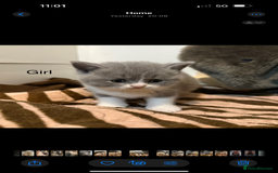 British Shorthair cats for sale: British shorthair kittens  - Image 5