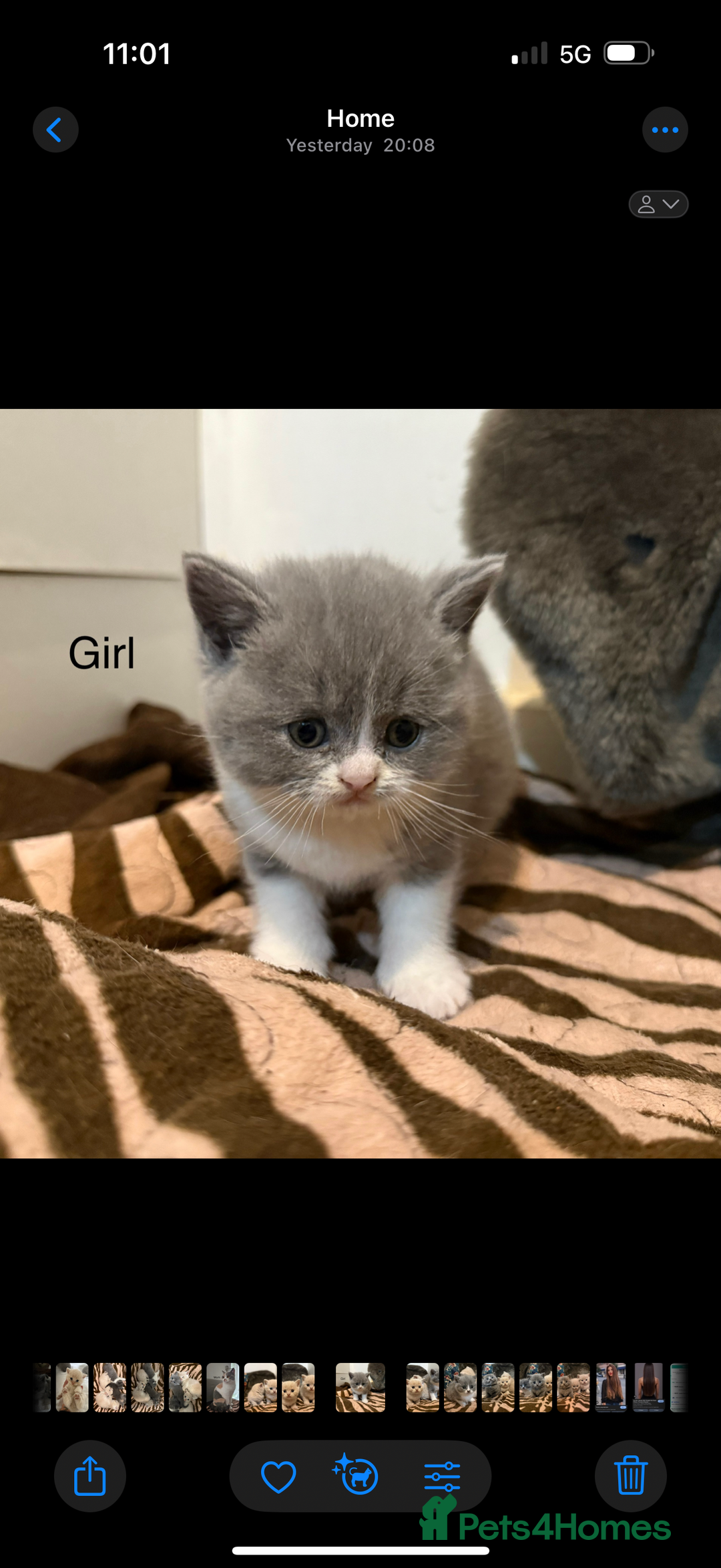 British Shorthair cats for sale: British shorthair kittens  - Image 5