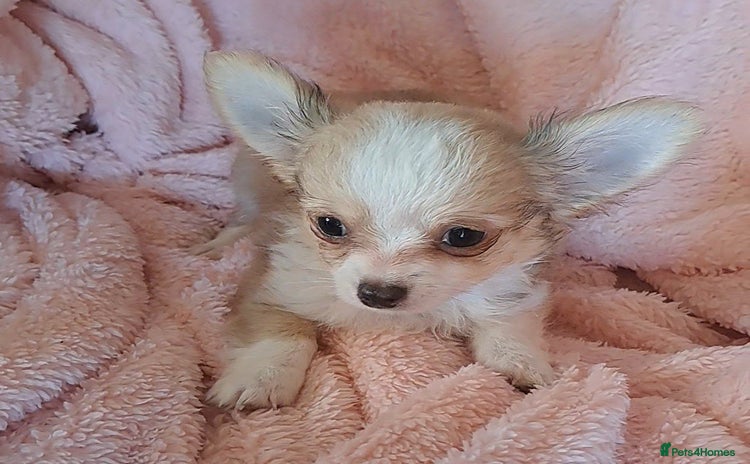 Chihuahua dogs - Advert 6