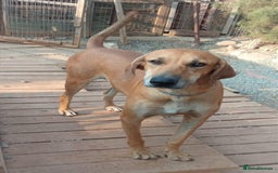 Mixed Breed dogs for adoption: Edward - Image 2