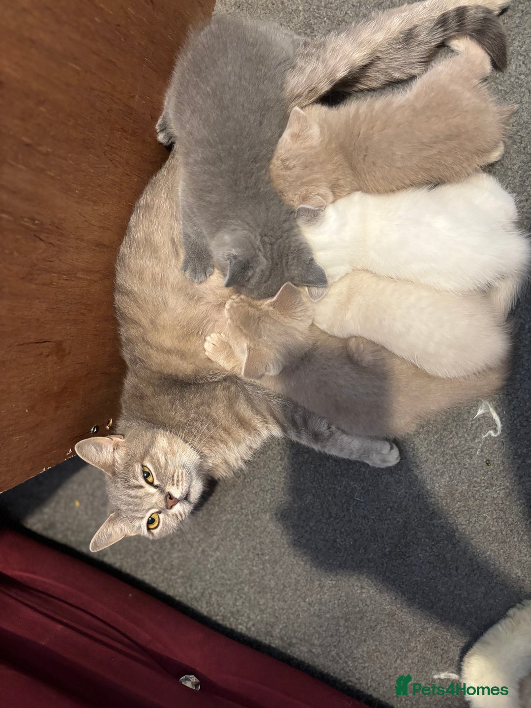 British Shorthair cats for sale: British short hair  - Image 15