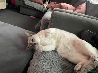 Siamese cats for sale: 7 years old - Advert 1