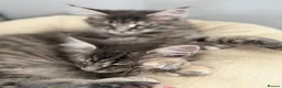 Maine Coon cats for sale: TICA Registered Maine Coon Kittens - Advert 26
