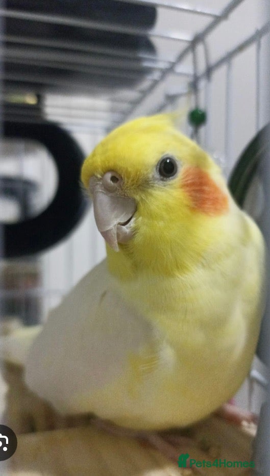 Cockatiels birds Lonely cockatiel seeks aviary home - Advert 16