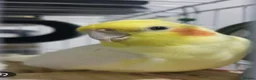 Cockatiels birds for sale: Lonely cockatiel seeks aviary home in Whitchurch - Advert 1
