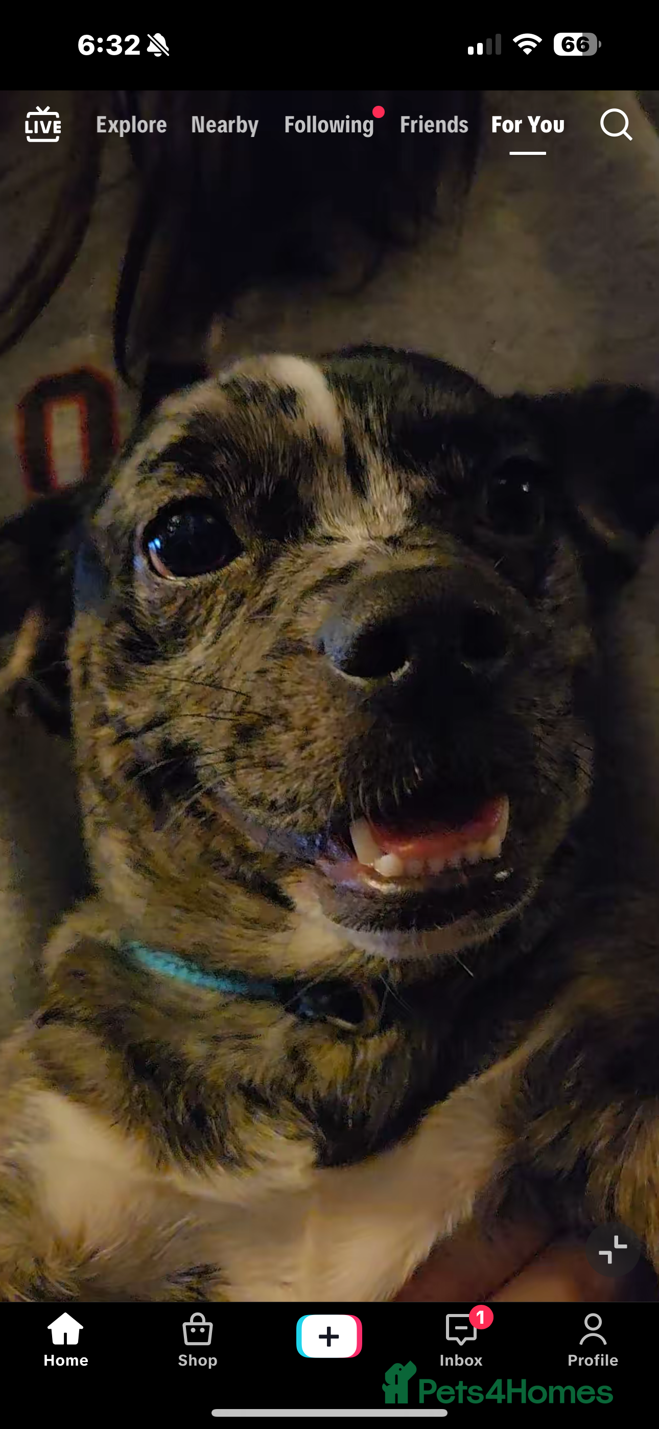 Mixed Breed dogs Shihpoo cross french bulldog female - Advert 2