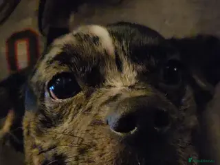 Mixed Breed dogs Shihpoo cross french bulldog female - Advert 2