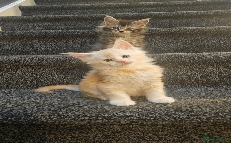 Maine Coon cats Tica Reg Maine Coon babies, Ready in December - Advert 1