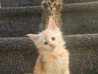 Maine Coon cats Tica Reg Maine Coon babies, Ready in December - Advert 5