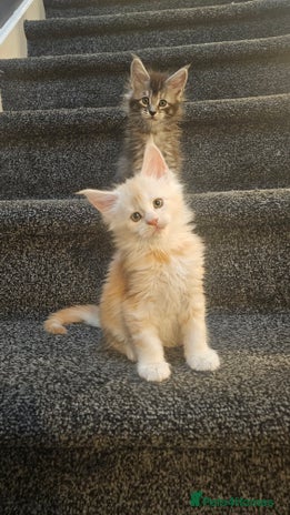 Maine Coon cats Tica Reg Maine Coon babies, Ready in December - Advert 1