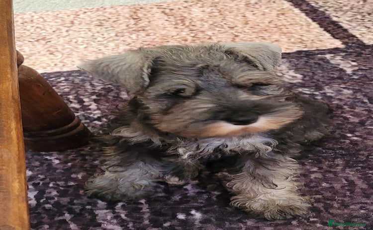 Miniature Schnauzer dogs - Advert 4