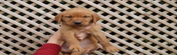Labrador Retriever dogs for sale: Beautiful KC Registered Labrador Puppies - Advert 13