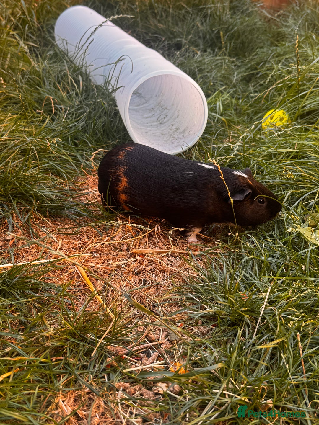 Guinea Pig rodents for sale: Male guinea pigs  - Advert 1