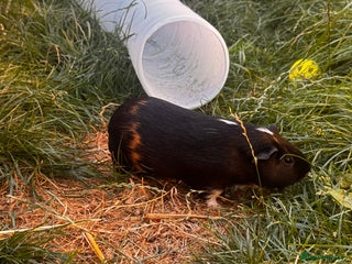 Guinea Pig rodents Male guinea pigs - Advert 2
