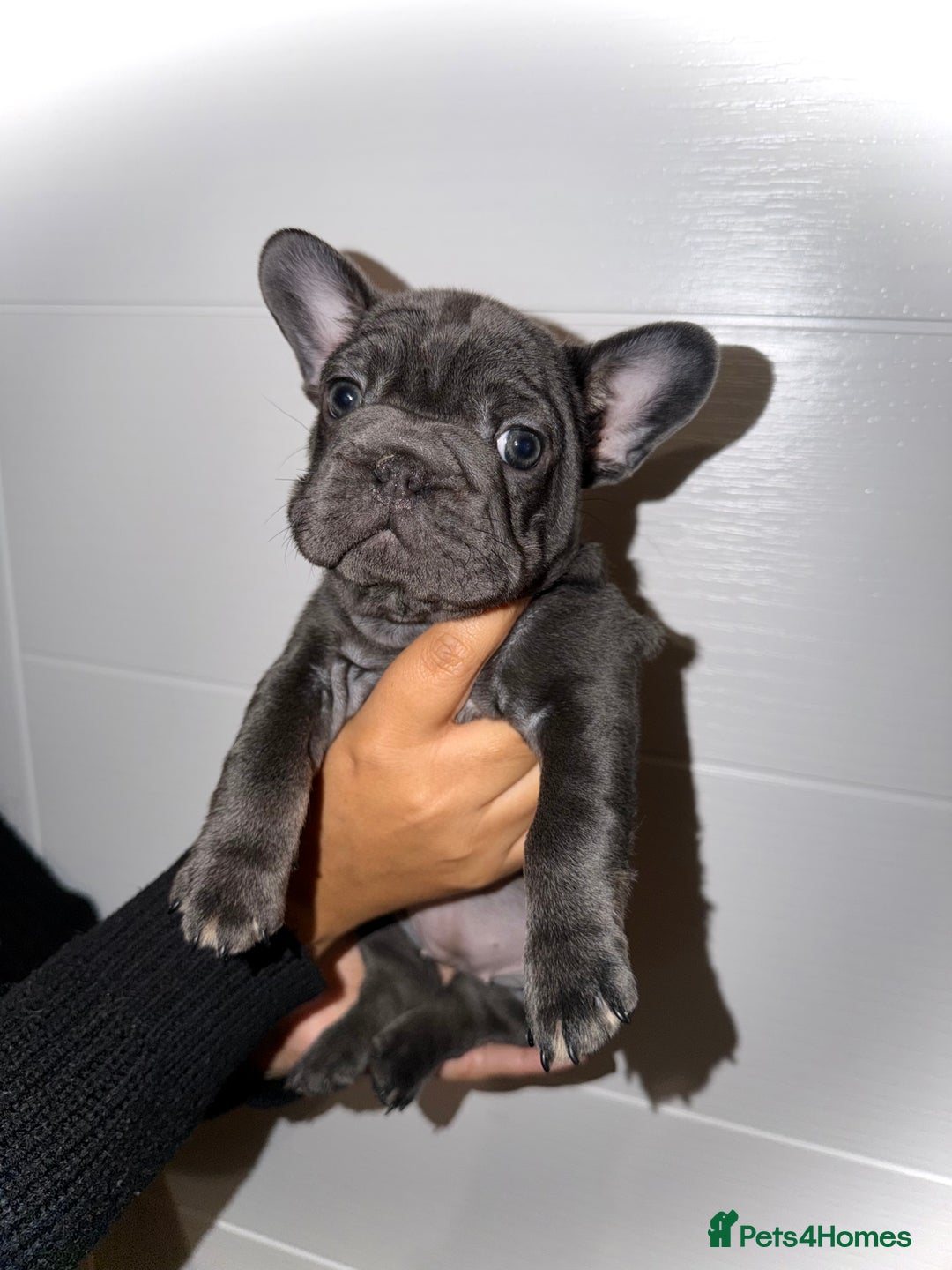French Bulldog dogs for sale: FEMALE FRENCHIE AVAILABLE  - Advert 4