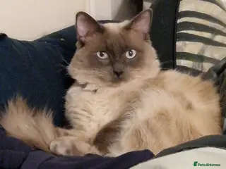 Ragdoll cats Adorable pure ragdoll babies for 5* homes - Advert 5