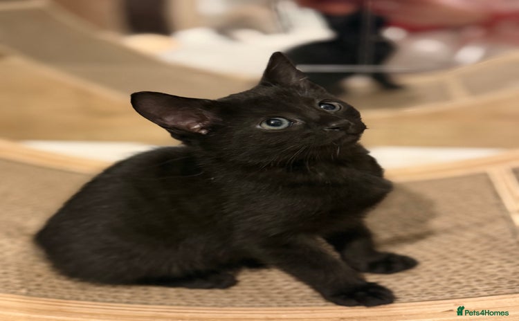 Russian Blue cats Elegant Russian Blue mixed breed, Ready Today! - Advert 6