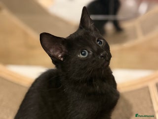 Russian Blue cats Elegant Russian Blue mixed breed, Ready Today! - Advert 2