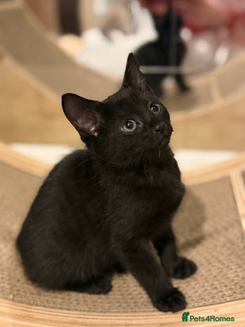 Russian Blue cats Elegant Russian Blue mixed breed, Ready Today! - Advert 6