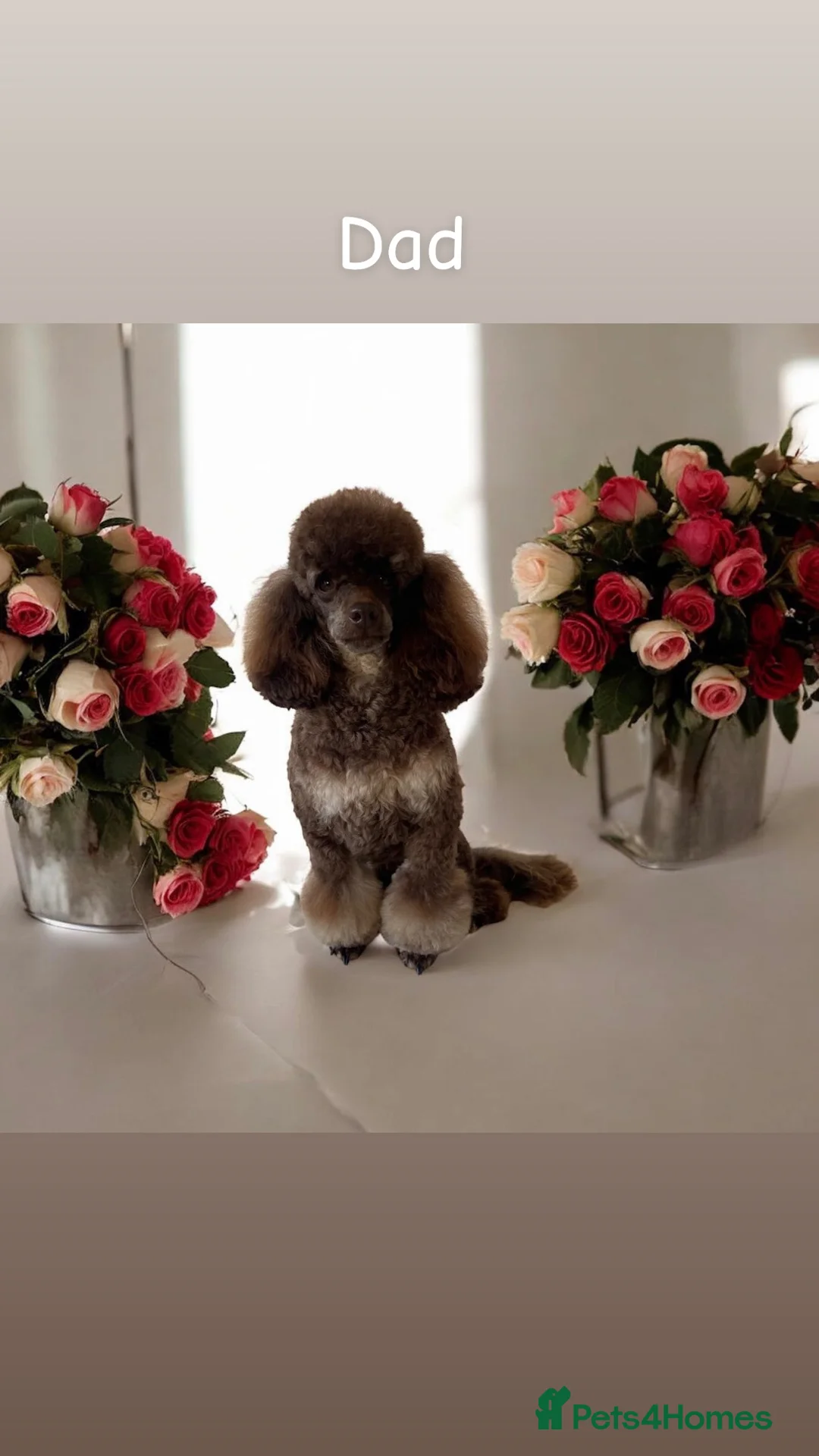 Cockapoo dogs for sale: Beautiful & Unique F2B Cockapoo Puppies - Advert 2