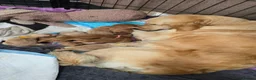 Golden Retriever dogs for sale: Beautiful Golden Retriever Pups - Advert 6