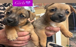 Jack Russell dogs for sale: Jack Russell puppies 2 girls left!!! in Aldershot - Image 1
