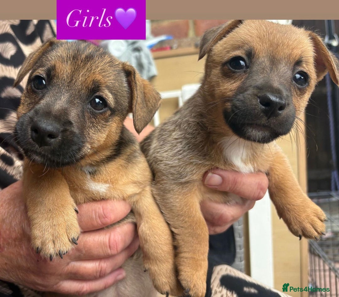 Jack Russell dogs for sale: Jack Russell puppies 2 girls left!!! in Aldershot - Image 1